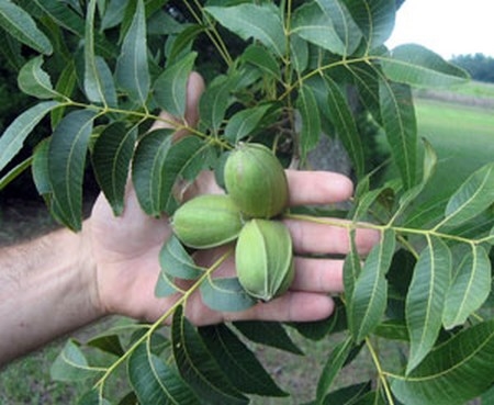 Nut Trees u Južnoj Karolini