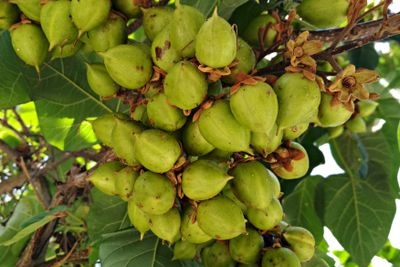 Pohon Kacang di Carolina Selatan