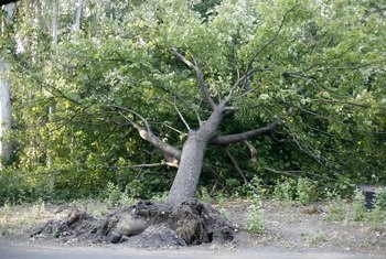 Может ли выкорчеванное дерево быть пересажено?