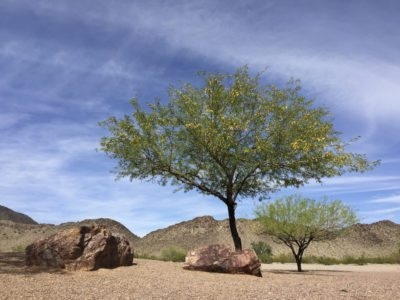 Mesquite Tree Προβλήματα