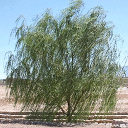 Mesquite-puun ongelmat