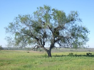 Masalah Pokok Mesquite