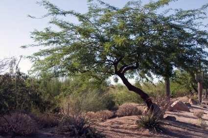 Problemy z drzewem Mesquite