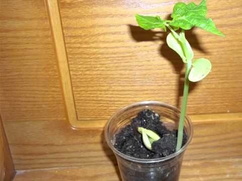 Как да отглеждаме растение на боб в чаша