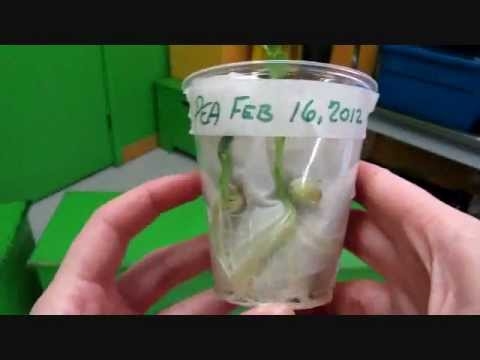 Hogyan lehet babot növényt termeszteni egy csészében