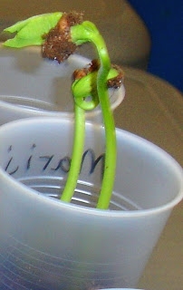 Come coltivare una pianta di fagiolo in una tazza