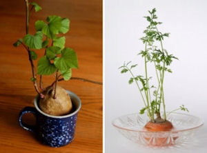 カップで豆植物を育てる方法