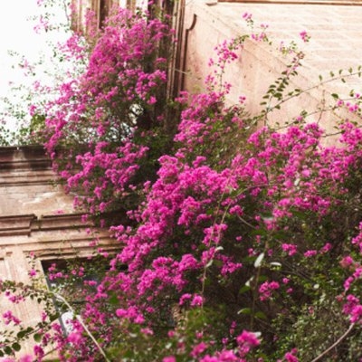 วิธีแก้ปัญหา Bougainvillea