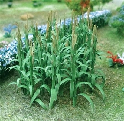 Kasvi, joka näyttää maissinvarsilta