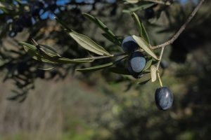 كيف تنمو أشجار الزيتون في الجنوب