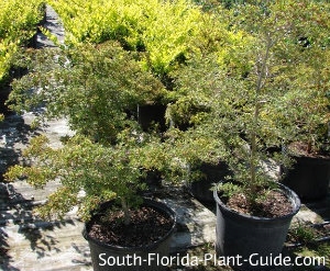 Как да отглеждаме маслинови дървета на юг
