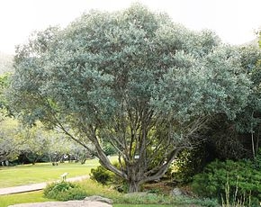 南部のオリーブの木を育てる方法