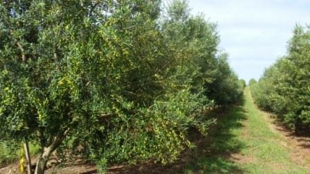 Como cultivar oliveiras no sul