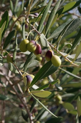 Hur man odlar olivträd i söder