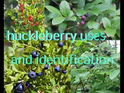 Jak identifikovat divoké Huckleberries