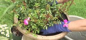 Kuinka poistaa ruusukukka-tahrat