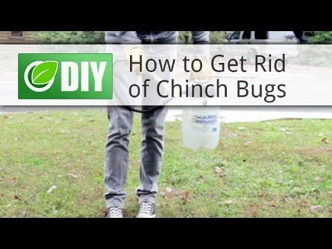Cara Menyingkirkan Bug Chinch Dari Rumah