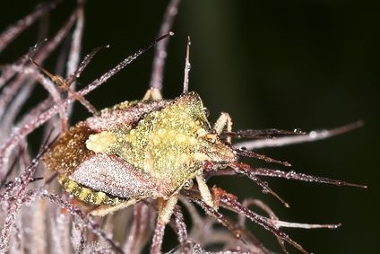 Hvordan bli kvitt chinchbugs fra huset