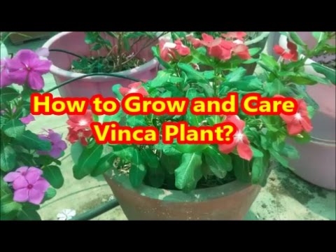 วิธีการเผยแพร่พืช Vinca Minor