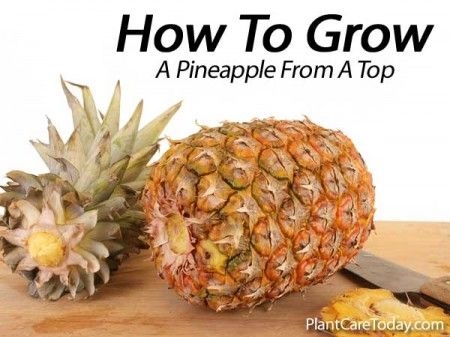 Kuinka kasvattaa ananaksikasveja ananaslevyistä