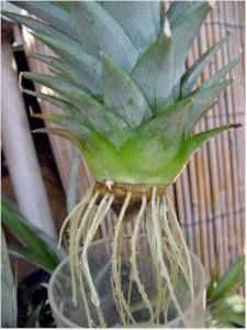 パイナップルトップスからパイナップル植物を育てる方法
