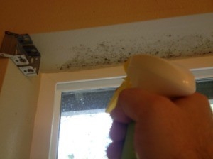 Come pulire muffe e muffe dalle pareti dipinte