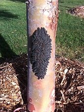 Tentang Caterpillar Pohon Pinus