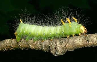 Despre Caterpillar Pine Tree