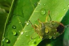 Cara Alami untuk Menghindari Serangga dari Mawar Semak