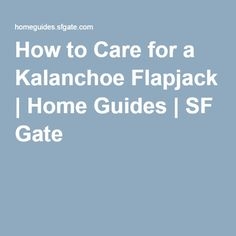 Hogyan kell ápolni a Kalanchoe Flapjack-t