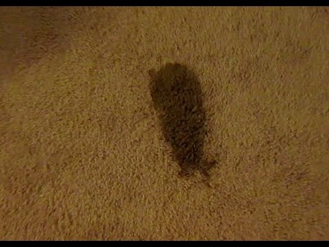 Kā notīrīt suņu caureju no paklāja