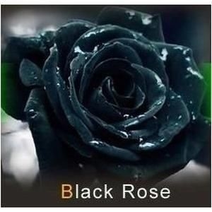 Comment faire des roses noires