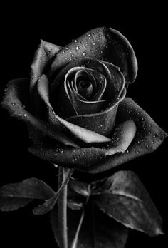 काले गुलाब कैसे बनाये