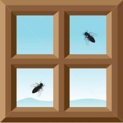 Cómo sacar moscas de la casa sin matarlas