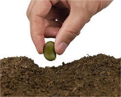 Co se stane, když se semeno vysadí do země?