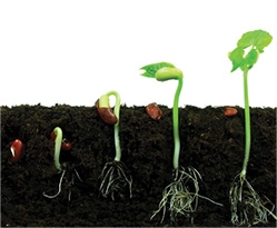 Was passiert, wenn ein Samen in den Boden gepflanzt wird?