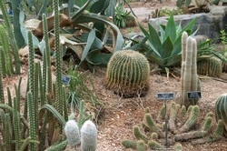 Rostliny studené pouštní biomy