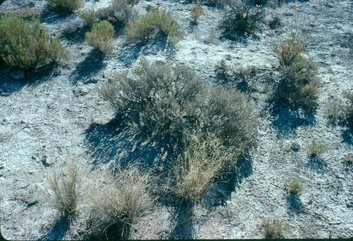 Hideg sivatagi biome növények