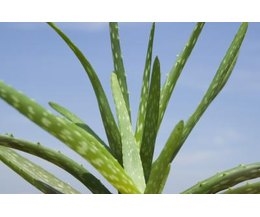 Aloe Bitkileri Nasıl Çoğalır?