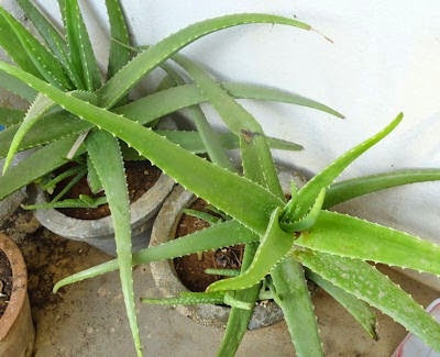 Como repot uma planta Aloe