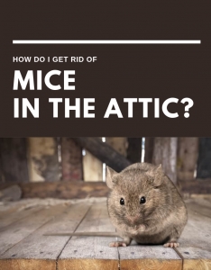 Cómo deshacerse de los ratones en el dormitorio