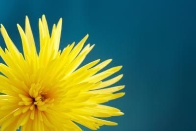 Chrysanthemums sebagai Penghilang Nyamuk Asli