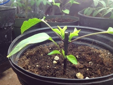 Sådan beskæres peberplanter