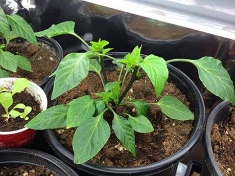 Cum să pruneți plantele cu ardei iute
