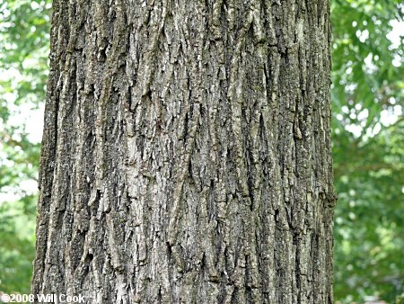 Как да идентифицираме орехова дървесина