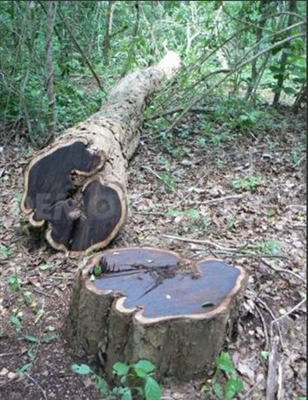 Hoe Walnut Wood te identificeren