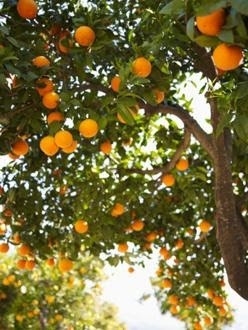 Quand est la Floride Orange Harvest?