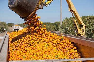 플로리다 오렌지 수확은 언제입니까?