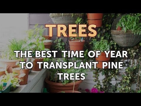 Cel mai bun moment pentru transplantarea copacilor de cedru
