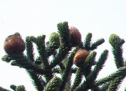 Cómo cuidar a los pinos de Norfolk al aire libre
